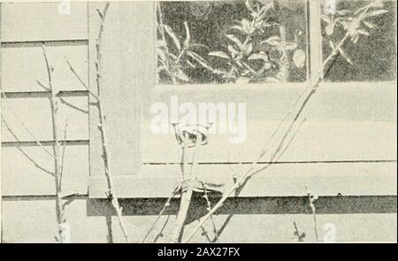 Annual report ..[bulletins and circulars] . 70.—Bloom of azalea. I04 a room and fastened it there. It made leaves and began to growwhile the tree to which it was attached was perfectly dormant(Fig. 71).. L 4 71.—Branch oj a tree bearing leaves inside a window^ whenthe tree itself is dormant. * * * Not only are the buds ready-formed and ready-fed, but they arecovered. Snugly is the tender, growing point protected. Pullaway the scales of a winter bud one by one. Observe how closelythey are placed. Often the chinks are filled with a packing ofwool, or are sealed with varnish. Dip the bud in water Stock Photo