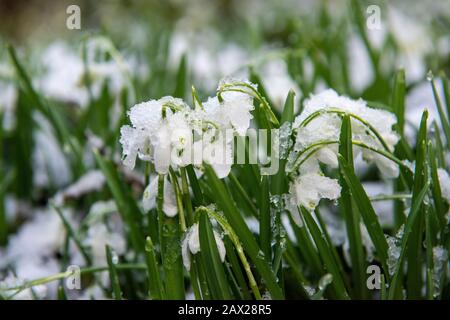 Snowdrops covered in snow at Colwick Country Park, Nottingham England UK Stock Photo