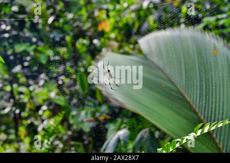 Palm Spider close-up (Nephila inaurata). Stock Photo