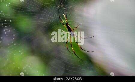 Palm Spider close-up (Nephila inaurata). Stock Photo