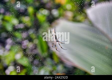 Palm Spider close-up (Nephila inaurata). Stock Photo