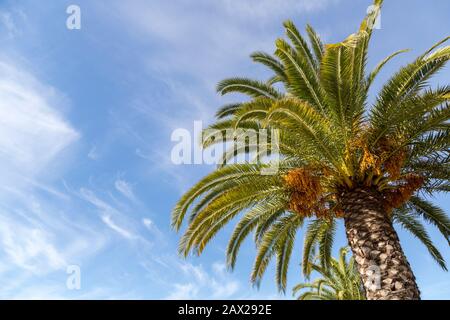 Date palm, Phoenix dactylifera, Silves, Algarce, Portugal Stock Photo