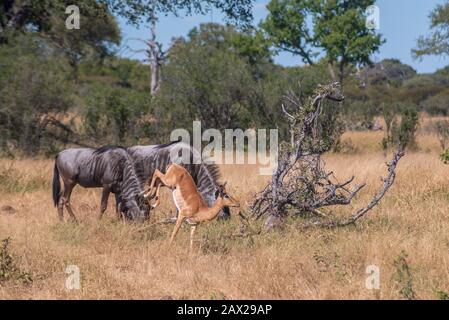 Blue Wildebeest and passing Impala at Nehimba Zimbabwe Stock Photo