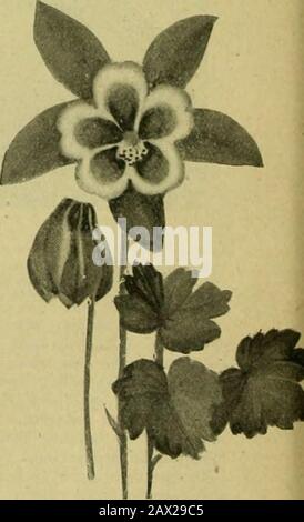 Red dwarf rose flowering in the garden Stock Photo - Alamy