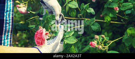 gardener man pruning tea rose shears. selective focus. nature. Stock Photo