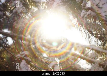 The sun shines through pine branches in the snow Stock Photo