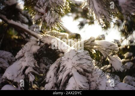 Closeup pine branches covered with snow in sunny winter forest. Stock Photo
