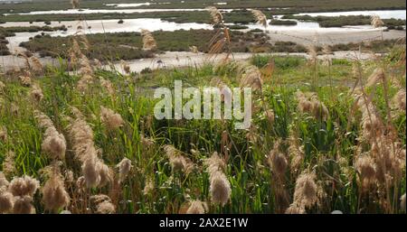 Wind Against Dried Reeds on a Day. Turkey Stock Photo - Alamy