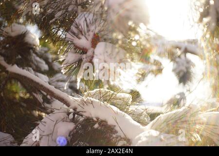 Closeup pine tree branches covered with snow in sunny winter forest. Stock Photo