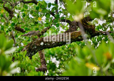 Hiding Whimbrel in mangrove forest Mahe Island Seychelles. Stock Photo