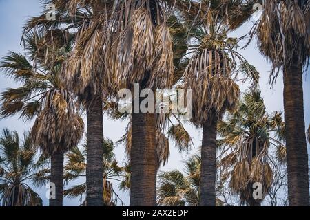 Washingtonia filifera palms commonly known as California fan palms Stock Photo