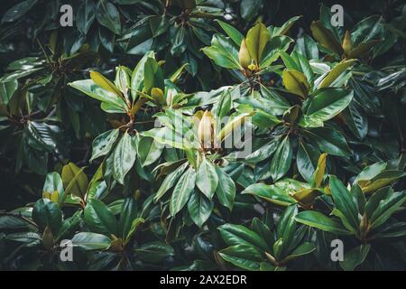 Detail of some flower buds on a Magnolia tree Stock Photo - Alamy
