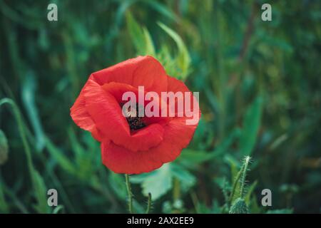 Red poppy flower in a green field Stock Photo