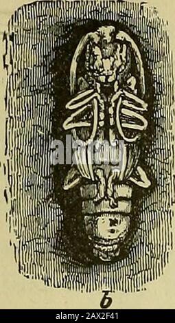 Insects and insecticidesA practical manual concerning noxious insects and the methods of preventing their injuries . Stock Photo