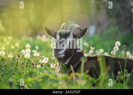 Black goat on grass. Black domestic goat. Domestic goat standing on the farm seems Stock Photo