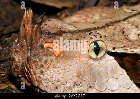 Gaboon viper, Östliche Gabunviper, Vipère du Gabon, Bitis gabonica, gaboni vipera Stock Photo