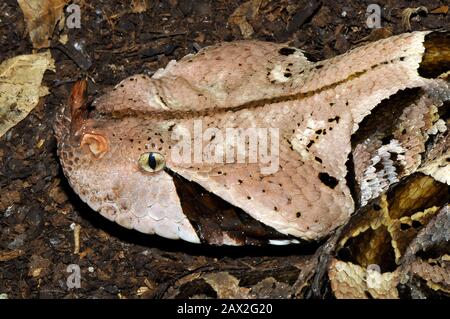 Gaboon viper, Östliche Gabunviper, Vipère du Gabon, Bitis gabonica, gaboni vipera Stock Photo