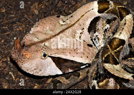 Gaboon viper, Östliche Gabunviper, Vipère du Gabon, Bitis gabonica, gaboni vipera Stock Photo