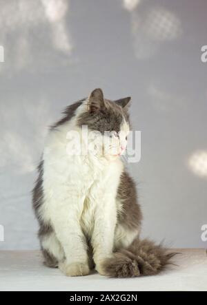 Cat sitting in living room. White gray cat in the room in the house. Lovely fluffy gray cute longhair kitten Stock Photo
