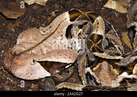 Gaboon viper, Östliche Gabunviper, Vipère du Gabon, Bitis gabonica, gaboni vipera Stock Photo