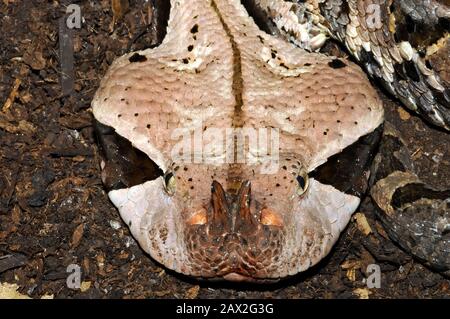 Gaboon viper, Östliche Gabunviper, Vipère du Gabon, Bitis gabonica, gaboni vipera Stock Photo