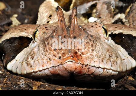 Gaboon viper, Östliche Gabunviper, Vipère du Gabon, Bitis gabonica, gaboni vipera Stock Photo