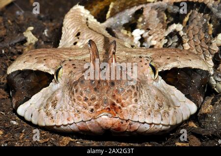 Gaboon viper, Östliche Gabunviper, Vipère du Gabon, Bitis gabonica, gaboni vipera Stock Photo