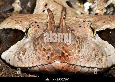 Gaboon viper, Östliche Gabunviper, Vipère du Gabon, Bitis gabonica, gaboni vipera Stock Photo