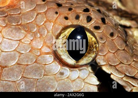 Gaboon viper, Östliche Gabunviper, Vipère du Gabon, Bitis gabonica, gaboni vipera Stock Photo