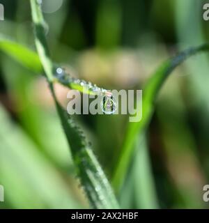 Perfect drop of dew hanging on a blade of grass in the meadow