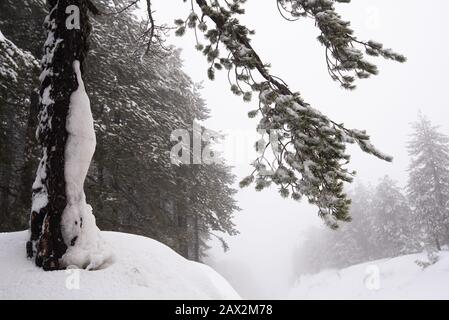 Winter forest landscape with mountain covered in snow and pine trees. Troodos mountains in Cyprus Stock Photo