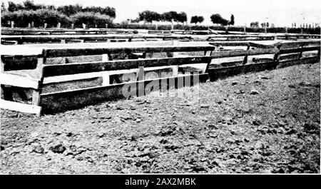 The book of alfalfa; history, cultivation and meritsIts uses as a forage and fertilizer . Lattice Rack for Feeding Alfalfa to Cattle. Box Rack for Feeding Alfalfa to Sheep Stock Photo