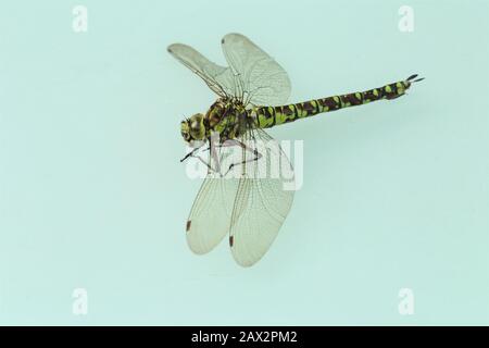 Libelle, Dragonfly, Odonata