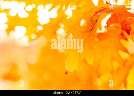 Yellow oak leaves on a background of multicolored trees Stock Photo
