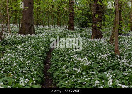 Wild Garlic flowers in abundance in Esholt Woods in West Yorkshire. Stock Photo