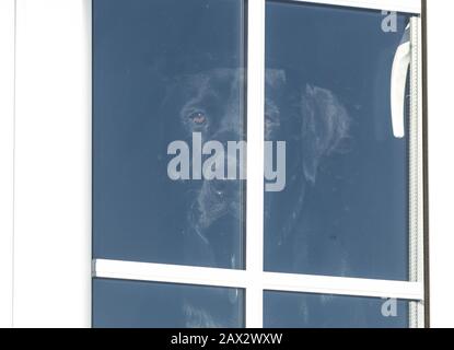 A black Labrador retriever face at the window of a house. Stock Photo