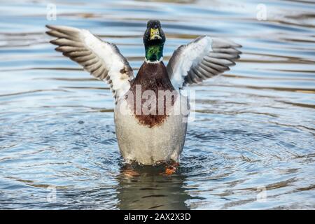The pose of the mallard leaves a human interpretation - stop or the opposite ... welcome!
