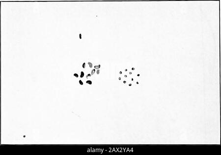 The book of alfalfa; history, cultivation and meritsIts uses as a forage and fertilizer . 9 e Dodder, Ciisciita ar-ccnsis (a) A group of seeds (enlarged), showing the prevailing forms; (a, b, and c) individual seeds having somewhat the form of clover seeds; (d) a group shoving the natural size. Alfalfa and Dodder Seed. Actual Size Stock Photo