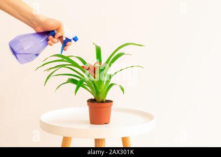 Young woman spraying red flower Guzmania plant on white coffee table on light beige background Stock Photo