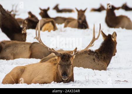 National Elk Refuge, Jackson, Wyoming Stock Photo