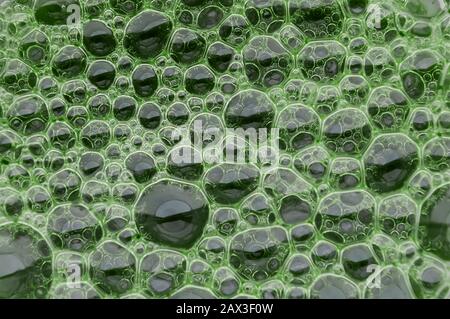 green bubble pattern as a foam structure on a liquid surface Stock Photo
