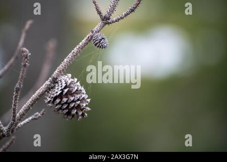 Pine cone with spider web Stock Photo