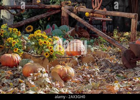 horizontal view of a set decorative made with sunflowers, watermelons and pumpkins over a ground of dry leafs on a sunny day Stock Photo
