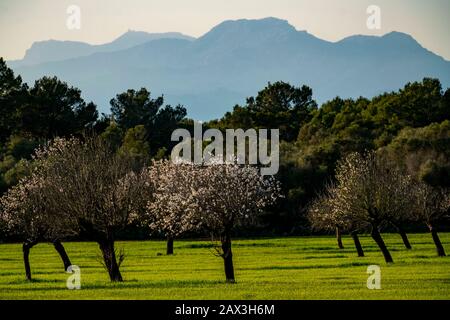 Almond blossom in Mallorca, from January to March many hundreds of thousands of almond trees bloom on the Balearic Islands, Mallorca, Spain, Stock Photo