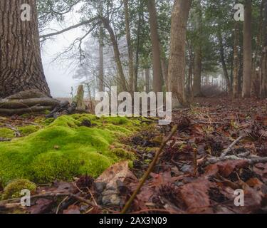 Low angle view of forest floor Stock Photo