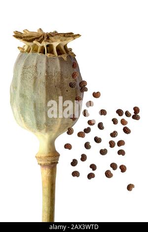 Opium poppy (Papaver somniferum), seed capsule, seed, Germany Stock Photo