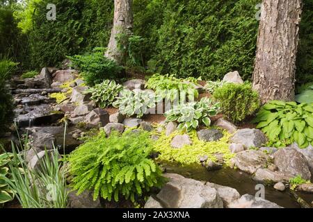 Man-made cascading waterfall and creek bordered by Hosta and Lysimachia nummularia 'Aurea' - Golden Creeping Jenny plants and Thuja occidentalis Stock Photo