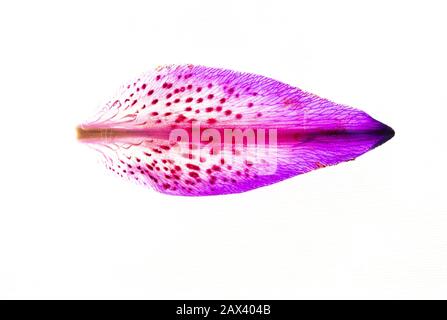 Top view shot of a stargazer lily petal with ombre pink colors against a white background Stock Photo