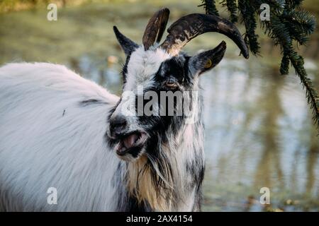 Closeup of a black and white goat chewing on spruce leaves beside a pond Stock Photo