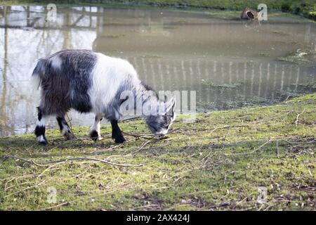 Closeup shot of a goat grazing beside a pond Stock Photo